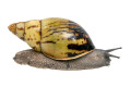 Archachatina camerunensis Cameroon adult